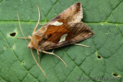 Gold Spangle